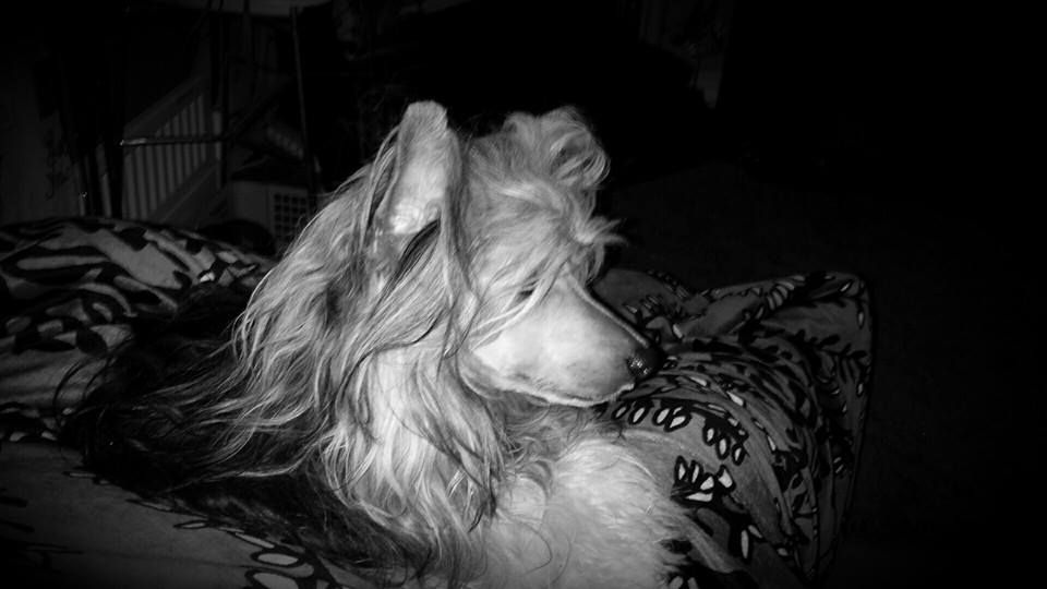 Drömtorpet's Zorro by Hamlet