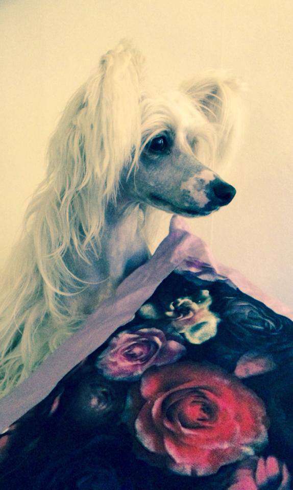 Drömtorpet's Akilles by Hamlet