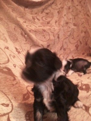 Vellar Pljus Lyusien