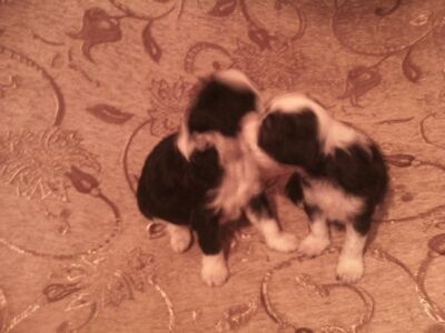 Vellar Pljus Lusiena