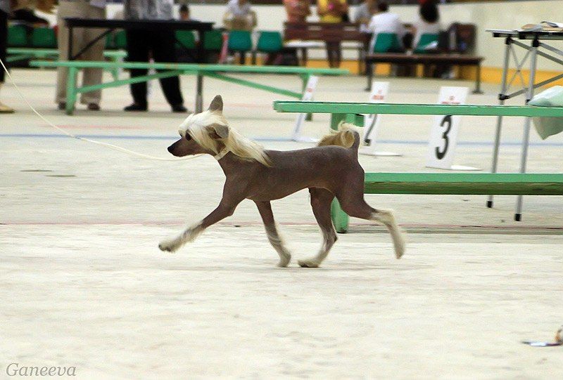 Vald Rotmas Kinay Ishiro