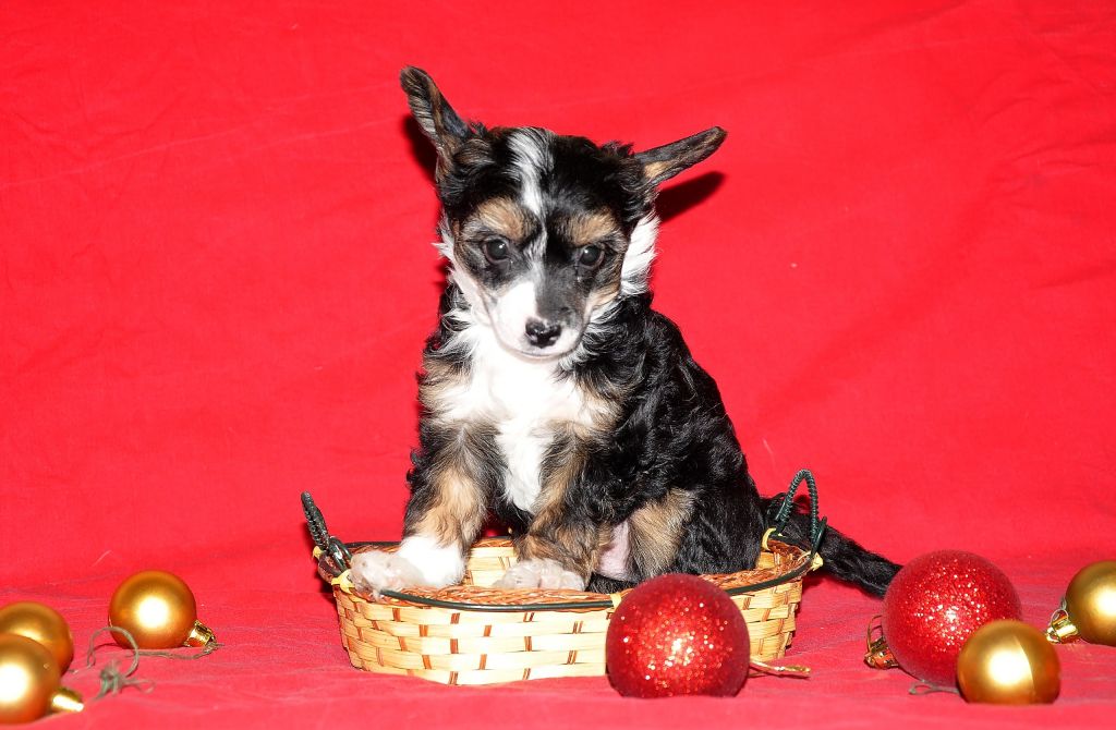 Vald Rotmas Keytaro Renzo