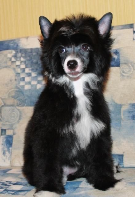 Valencia Beauty Life bug