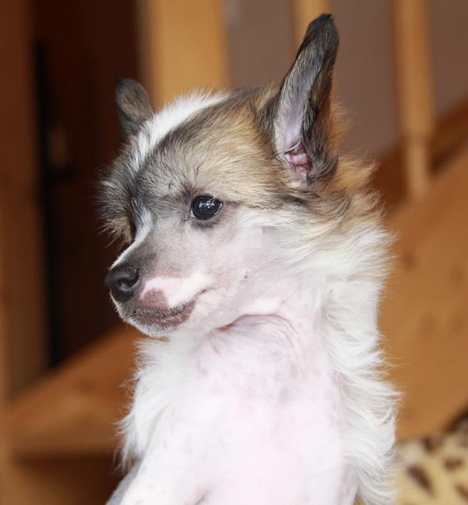 Don't say no Quickly in Love