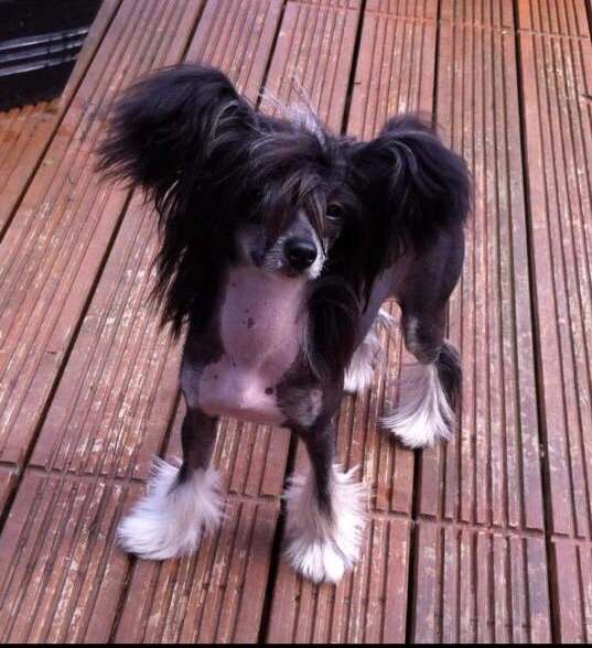 Pollypeck Time to Love at Danrobien