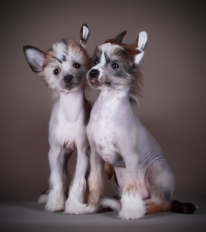 Che Ganzo Angello Tuminaro