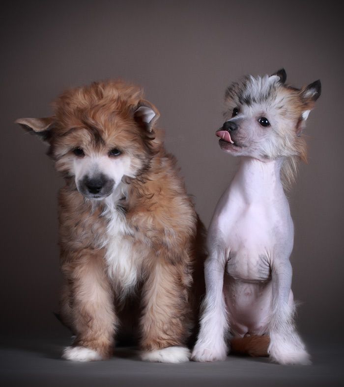 Che Ganzo Avilla Beltran