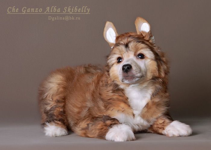 Che Ganzo Alba Skibelly