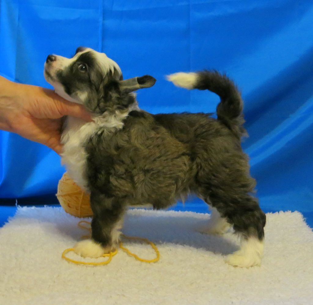 Vernisazh Mari Batist Bruno