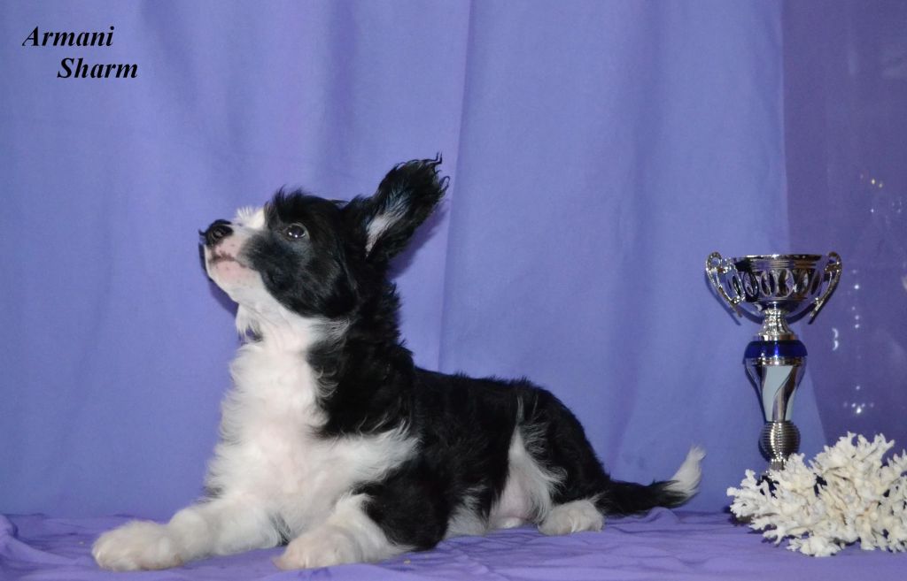 Armani Sharm Bebinka  Sweet