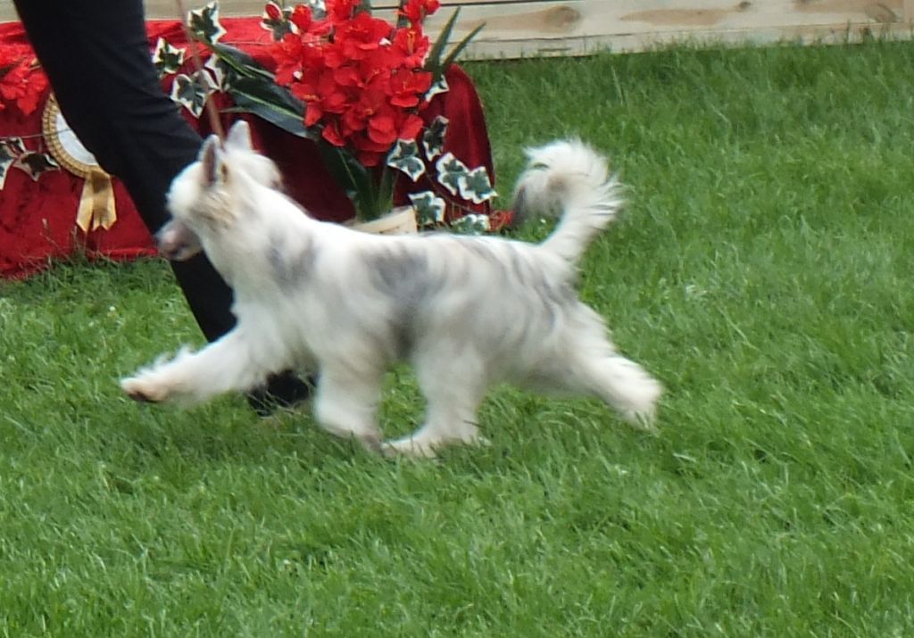 MIKADO z Królestwa Motyli