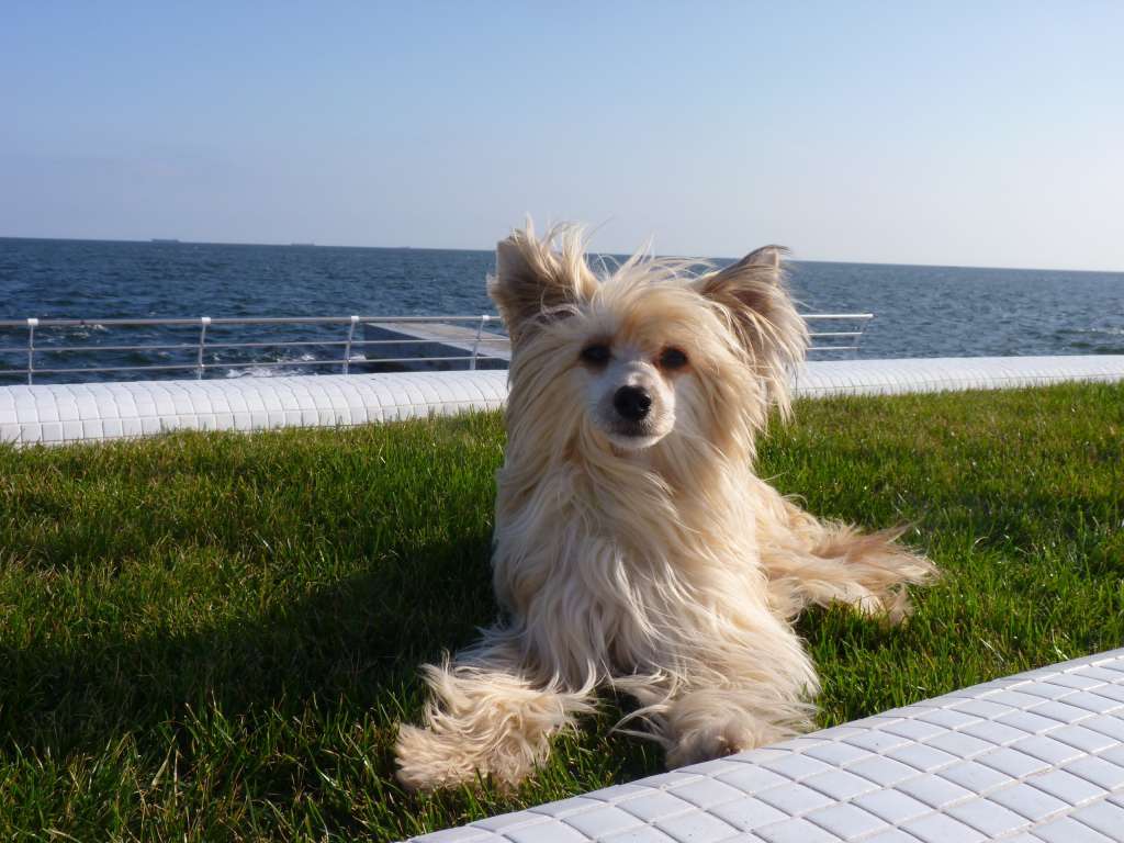 Olegro Katrin Ability Creative