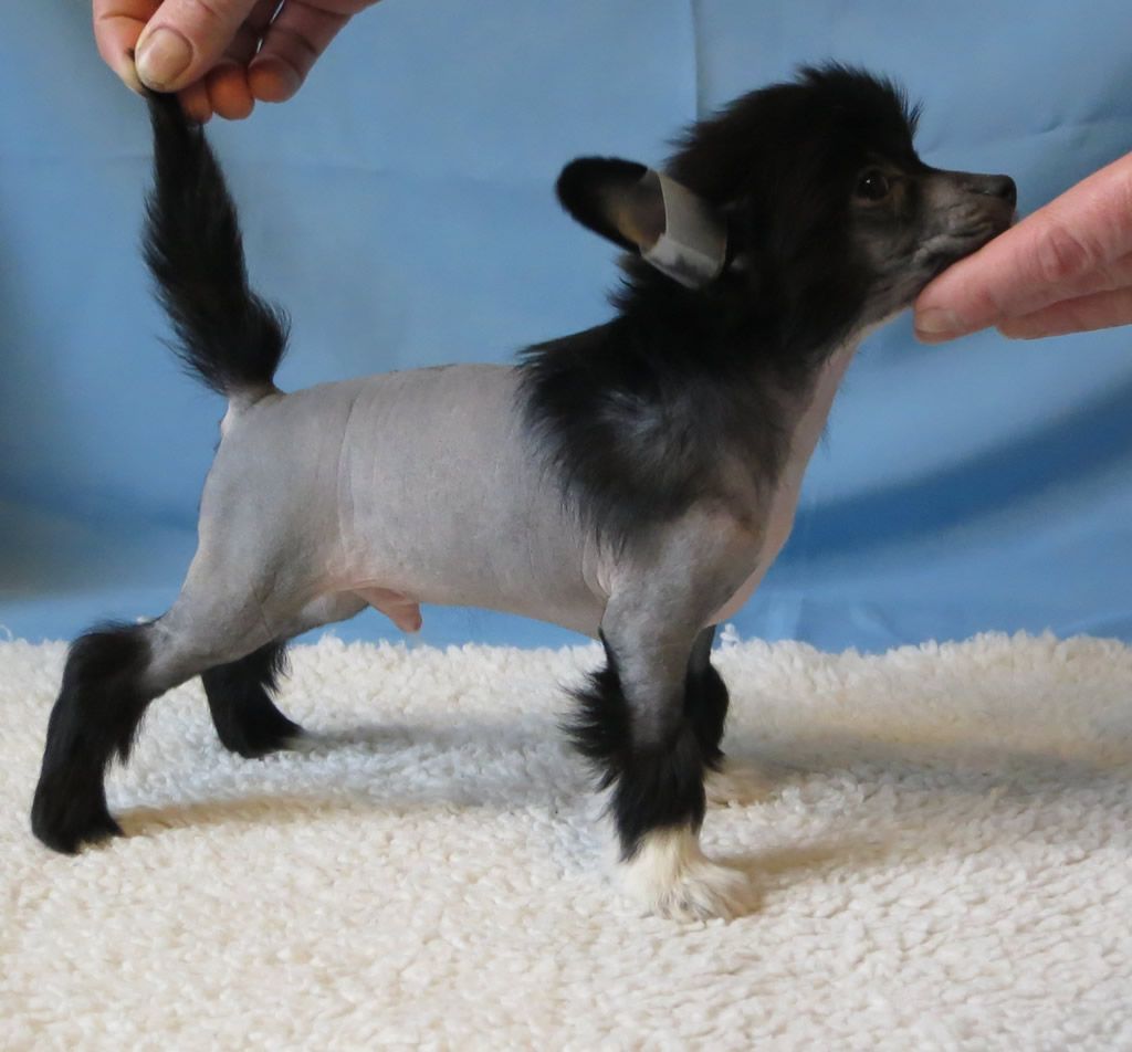 Vernisazh Mari Vitrage Showman