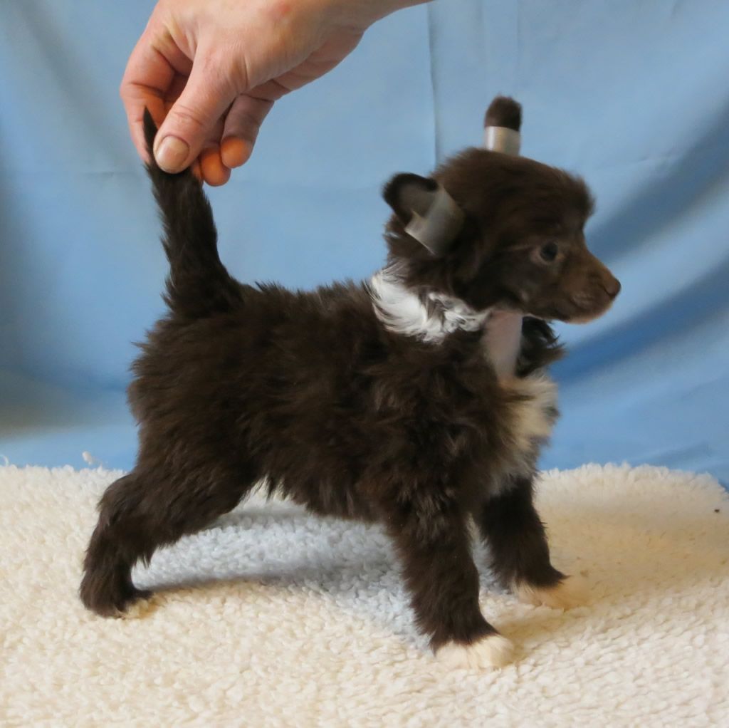 Vernisazh Mari Vishnya v Shokolade