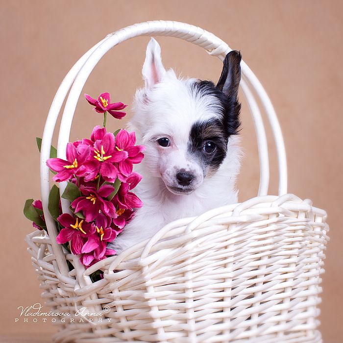 Envy White Dreamland