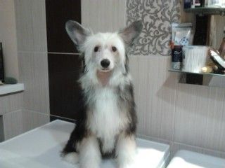 Brilliant Pandiana Om Magic Secret