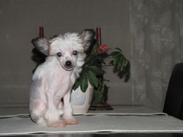 Pinky Twinky Miss Rosalie