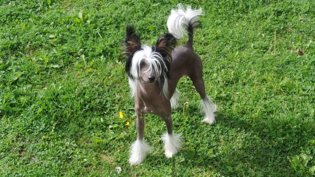 Girl Shine Du Domaine De Cha Su Bao