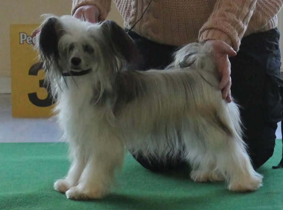 Candycresteds Society Paige