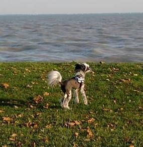 Fehérlófia Tóbiás