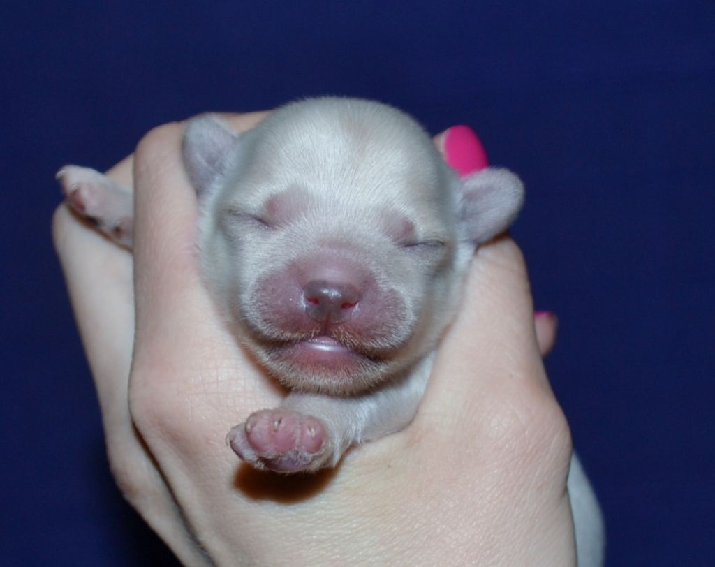 Exotic Paradise Elektra