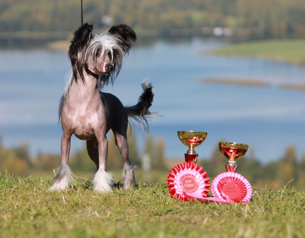 Chattanooga's Rakkauspakkaus