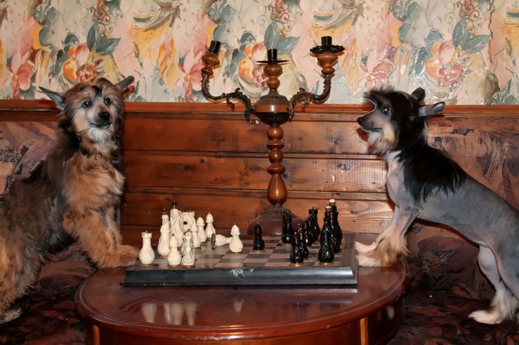 Bevis Molosos Gratzi