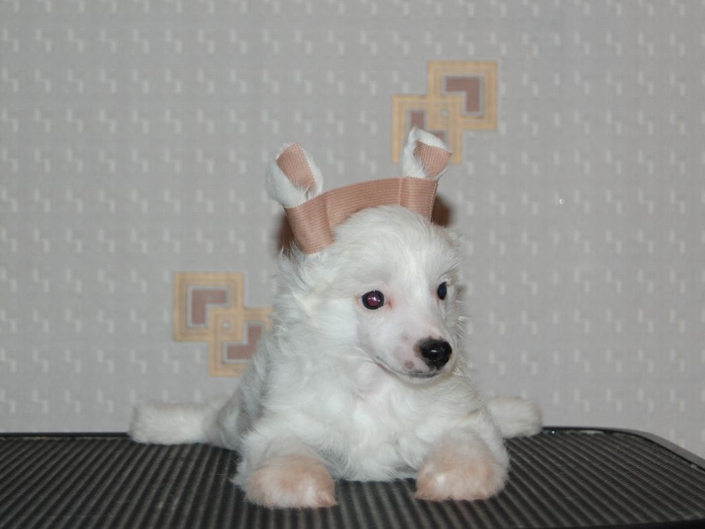 True Magnifisen B... PP Male