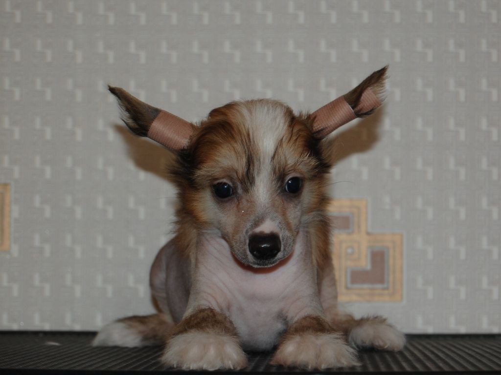 True Magnifisen V..... HL Male