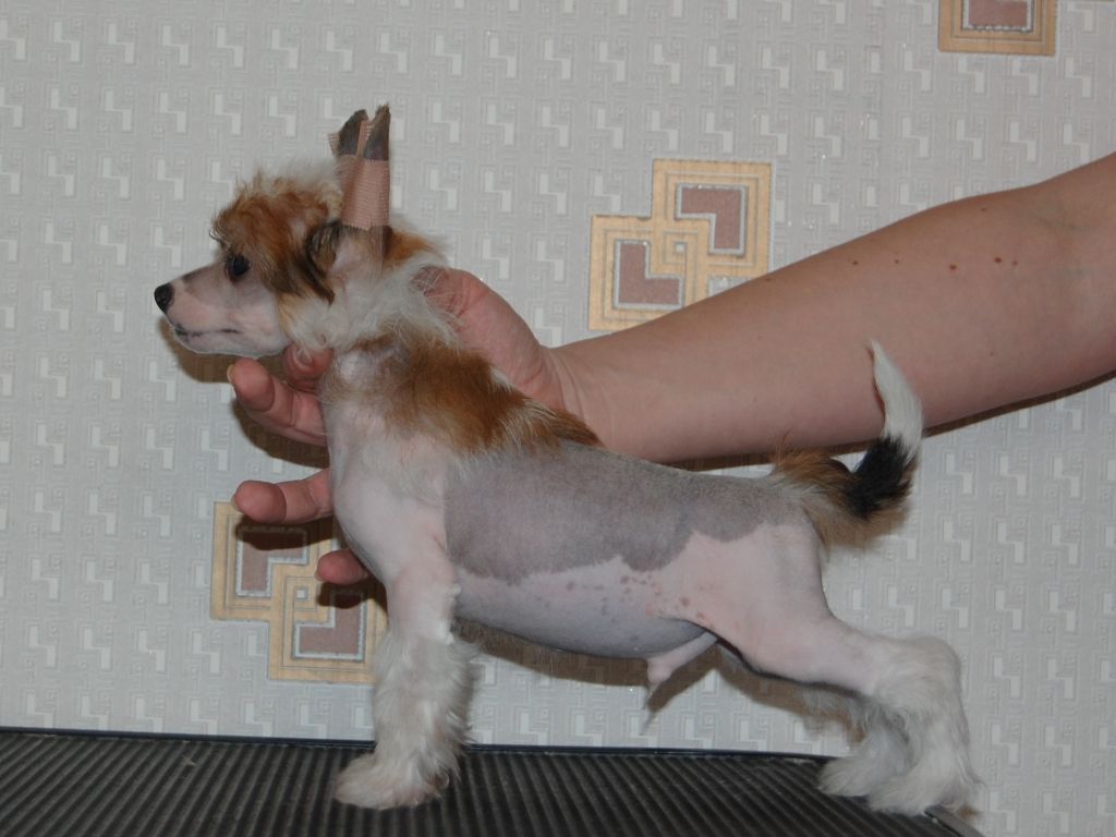 True Magnifisen V..... HL Male