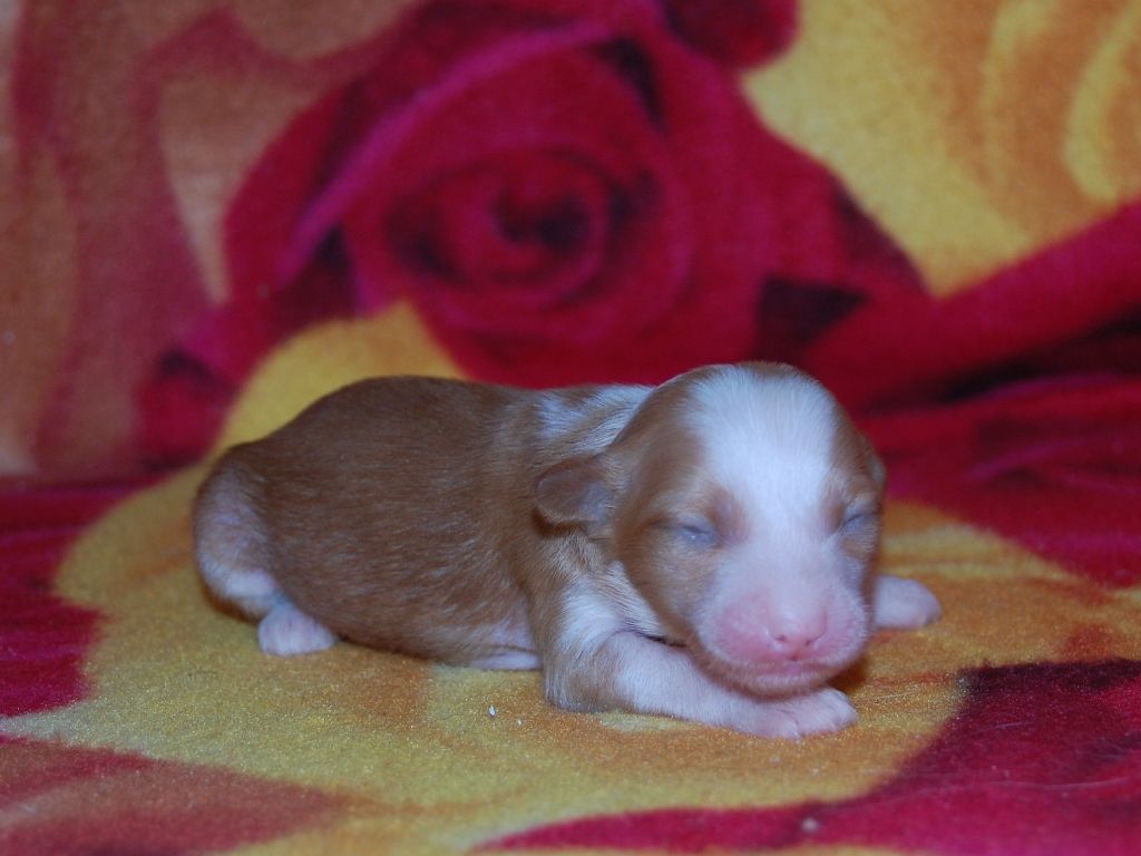 True Magnifisen V..... HL Female