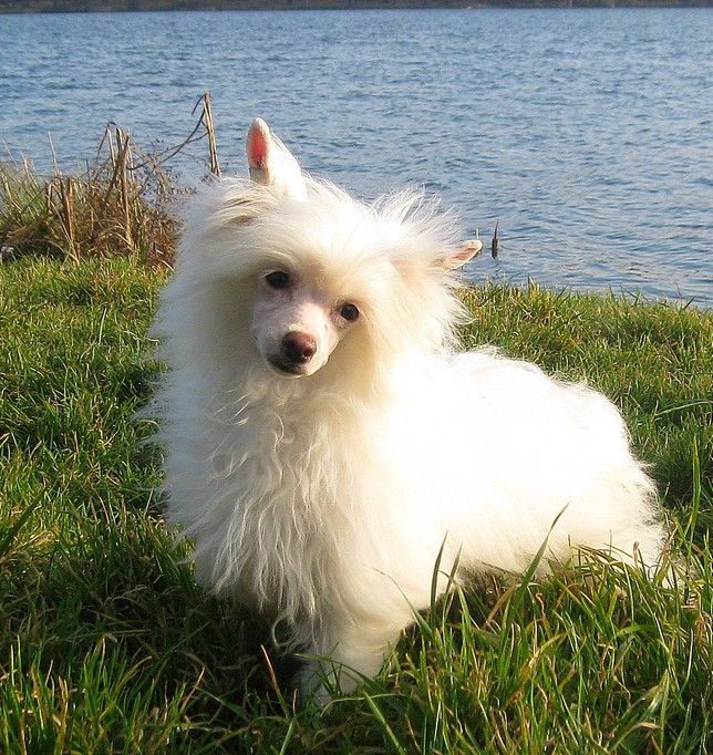 Angel O' Check Etika