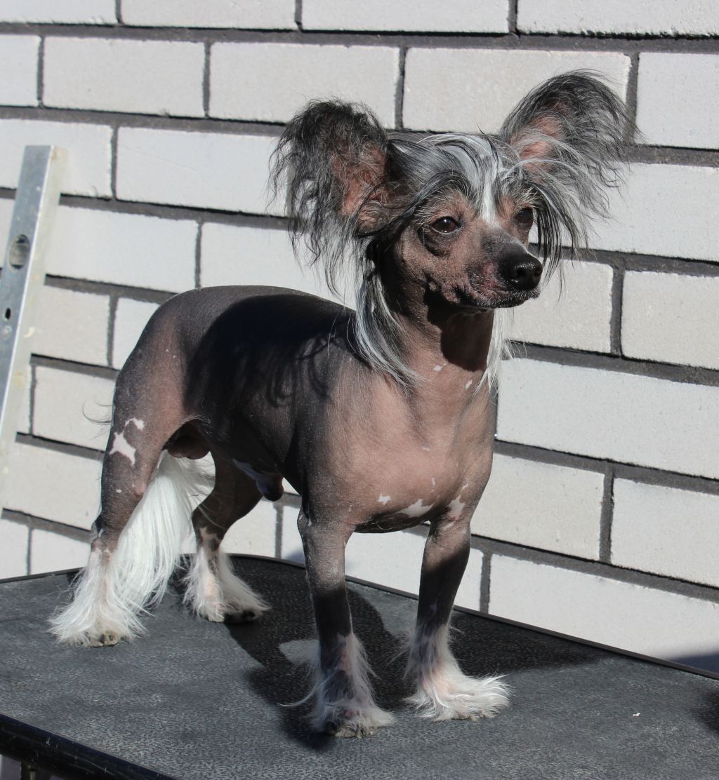 Magic Trick's The Grinch