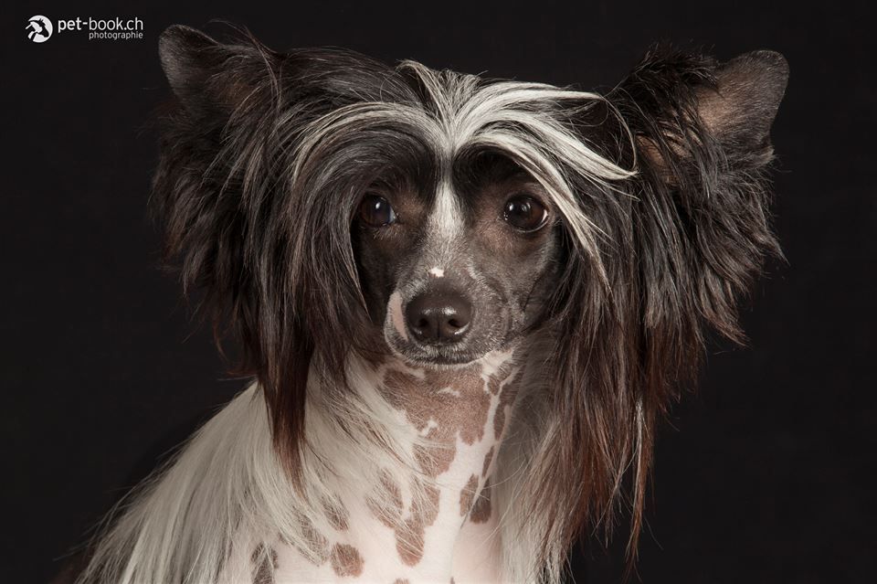 heroic - fantasy du pavé de varennes