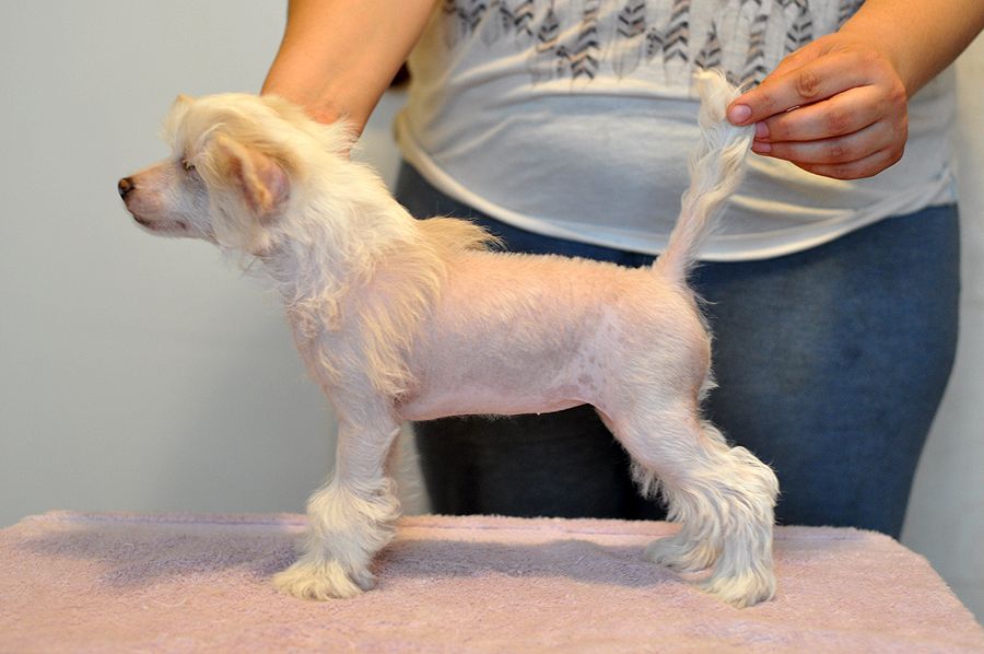 Ochej Ocharovanje Iz Ordena Ekate-Riny