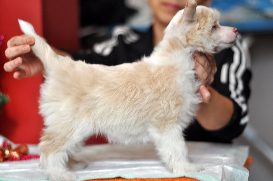 Obajashka-Ocharovashka  Iz Ordena Ekate-Riny