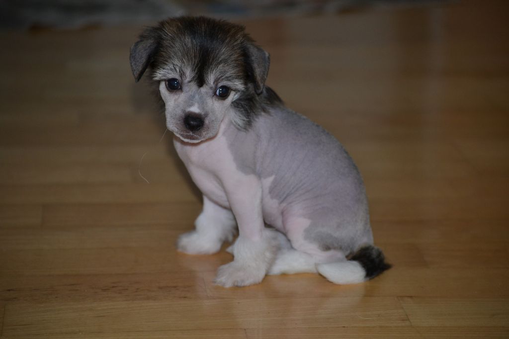 Fiabella's Kiss From A Rose