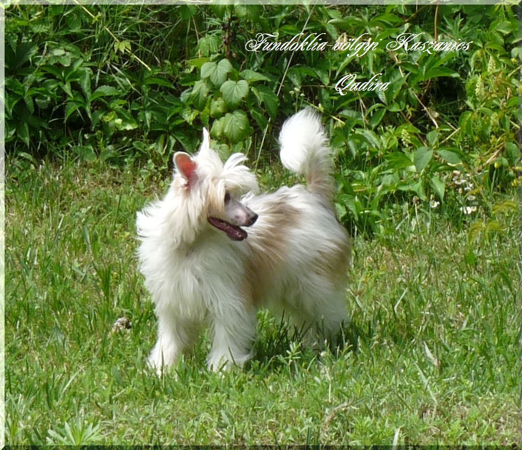 Fundoklia-völgyi Kaszanics Qadira