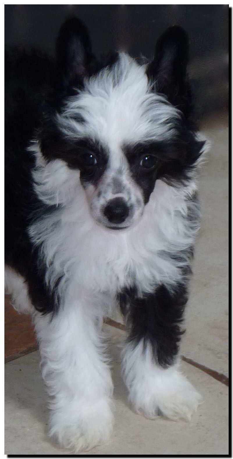 Fundoklia-völgyi Kaszanics Querida