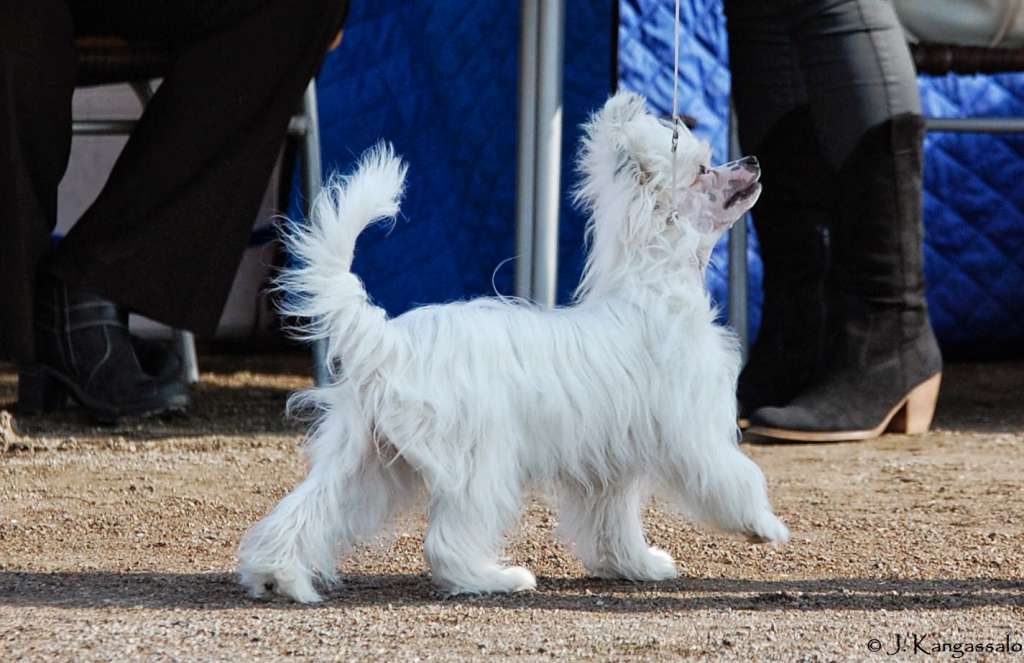 Mooncrest Ivory Moon Princess