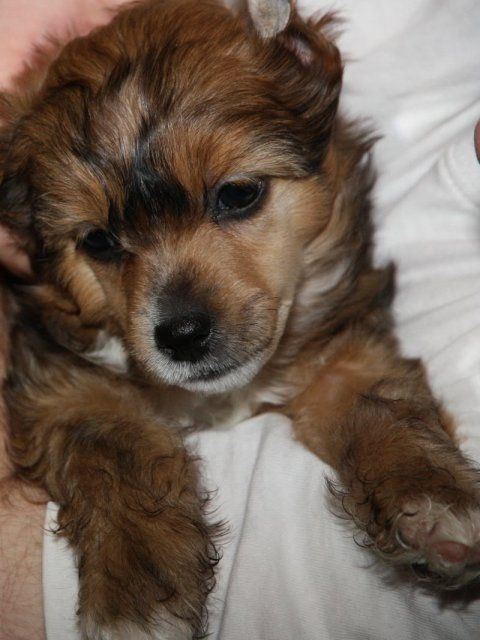 Karnelius Lisven Morel