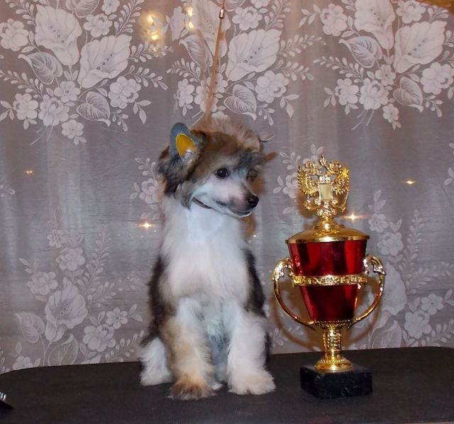 Karnelius Mallika Sherawat