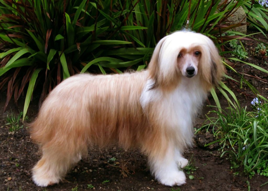 Brunwhin Chocolate Coating at Talltales