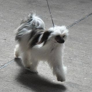 Dolcissimo Noel at Talltales