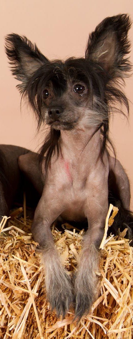 Black Magic of mystic Star