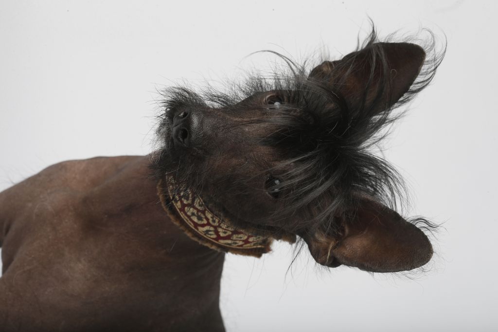 Beateljuice of mystic Star