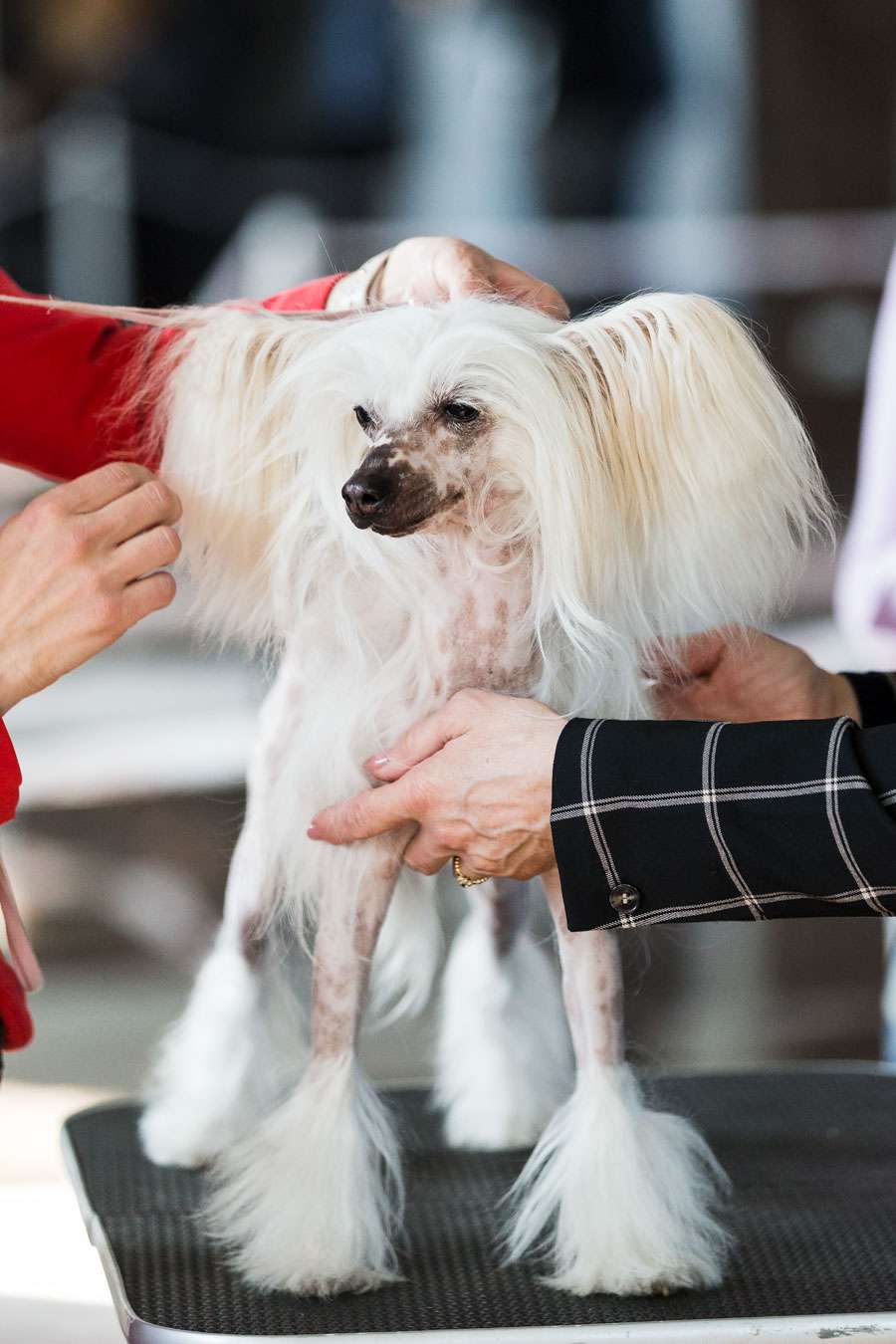 Status Imperial Vanilla Coffee