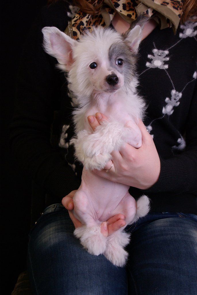 Evangeline Fantasy Felichchi