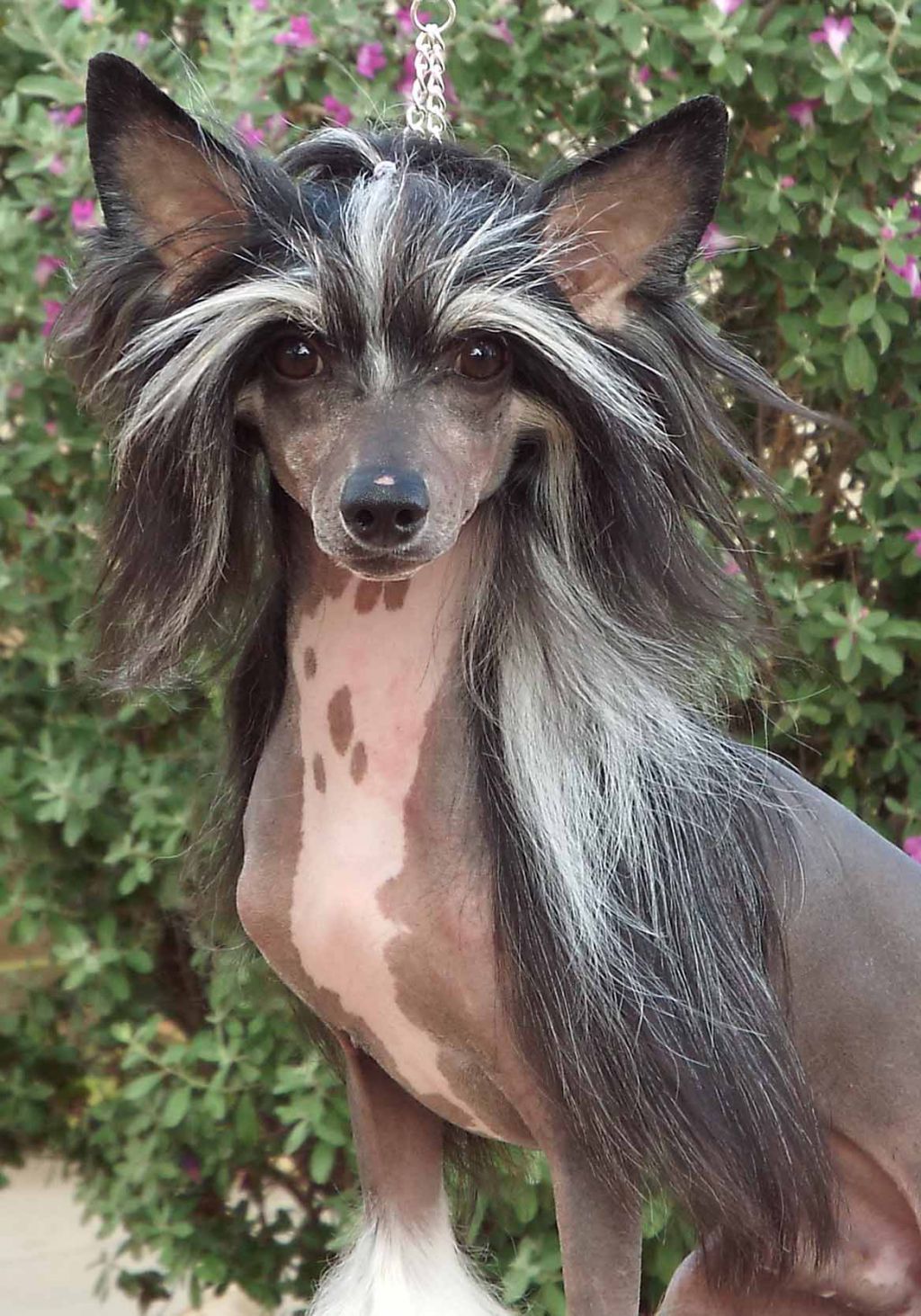 Taja Black thorn Candy Corn