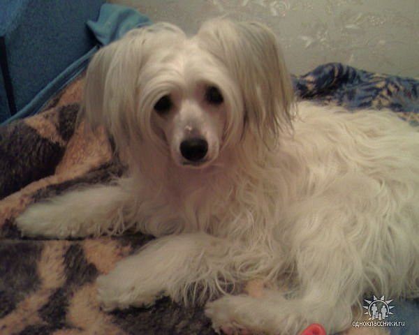 Steyt Ljuev Nifertiti